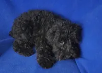 Griffin , a male Schnoodle for sale in Jackson, TN – 10 of 10