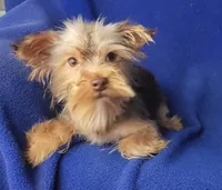 Chocolate Driscoll, a male Yorkshire Terrier for sale in Jackson, TN – 2 of 10