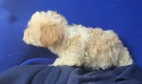 Adalynn, a female Morkie for sale in Jackson, TN – 5 of 10