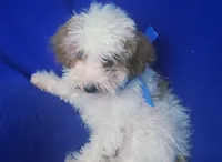 Emmett, a male Poodle - Toy  for sale in Jackson, TN – 7 of 10