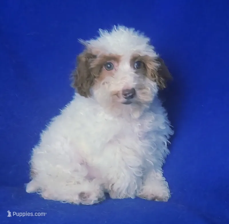 Ellie – Poodle - Toy  puppy for sale in Jackson, TN