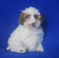 Ellie, a female Poodle - Toy  for sale in Jackson, TN – 1 of 10
