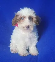 Ellie, a female Poodle - Toy  for sale in Jackson, TN – 7 of 10