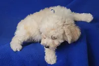Finn, a male Bichpoo for sale in Jackson, TN – 6 of 10