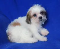 Sterling , a male Shichon for sale in Jackson, TN – 7 of 10