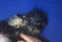 Lindy, a female Yorkipoo for sale in Jackson, TN – 5 of 9