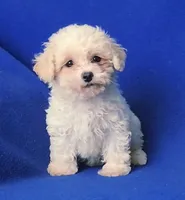 Searcy, a female Poodle - Toy  for sale in Jackson, TN – 6 of 10