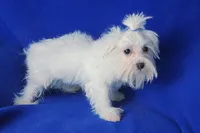 Bentley, a male Maltese for sale in Jackson, TN – 9 of 10