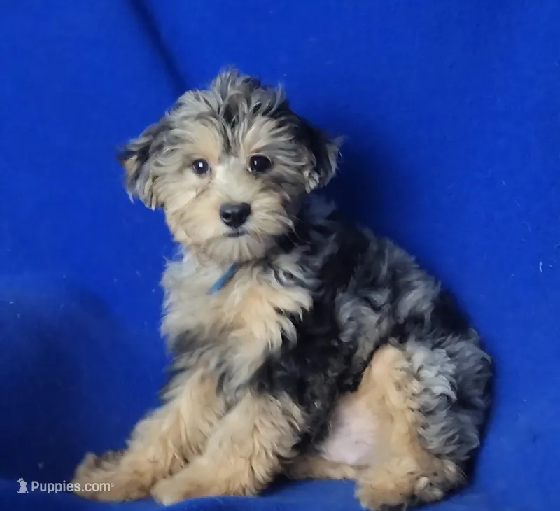 Beckham  – Yorkipoo puppy for sale in Jackson, TN