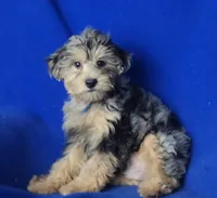 Beckham , a male Yorkipoo for sale in Jackson, TN – 1 of 10