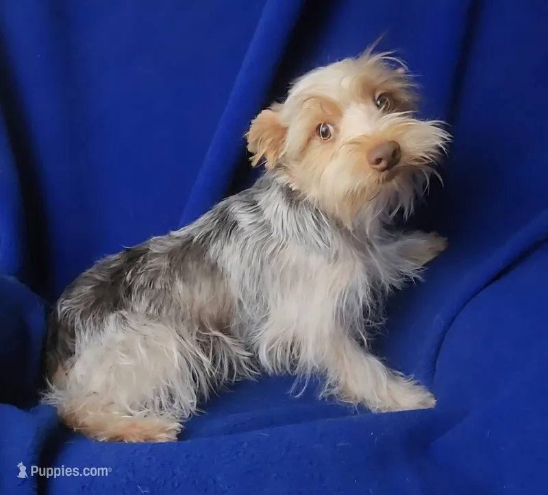  Liver Dewey  – Yorkshire Terrier puppy for sale in Jackson, TN