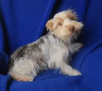  Liver Dewey , a male Yorkshire Terrier for sale in Jackson, TN – 1 of 10