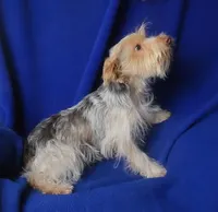  Liver Dewey , a male Yorkshire Terrier for sale in Jackson, TN – 6 of 10
