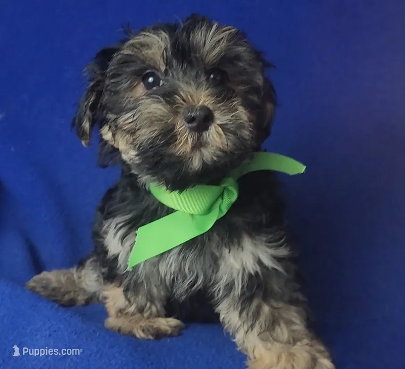 Teo – Morkie puppy for sale in Jackson, TN