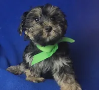 Teo, a male Morkie for sale in Jackson, TN – 1 of 10