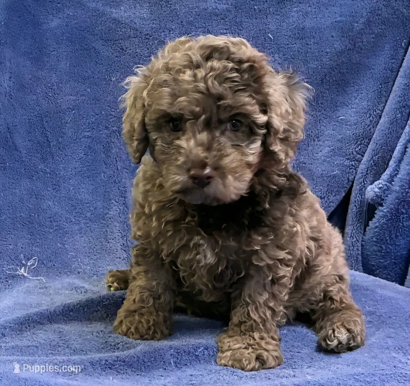 Chocolate Merle Clarence – Cockapoo puppy for sale in Jackson, TN