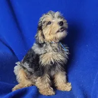 Beckham , a male Yorkipoo for sale in Jackson, TN – 2 of 10