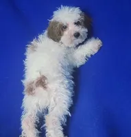 Emmett, a male Poodle - Toy  for sale in Jackson, TN – 2 of 10