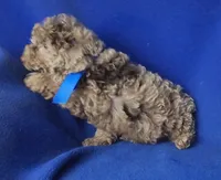 Chocolate Merle Clarence, a male Cockapoo for sale in Jackson, TN – 7 of 10