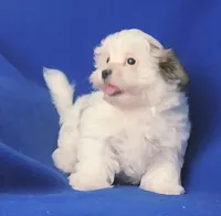 Tallulah , a female Shichon for sale in Jackson, TN – 3 of 10