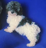Natalie, a female Poodle - Toy  for sale in Jackson, TN – 3 of 10