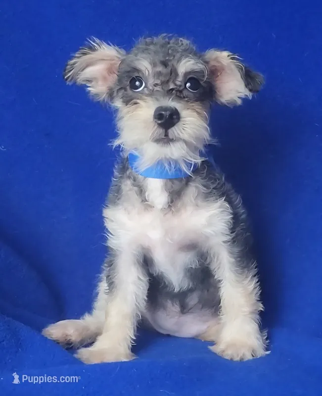 Gigi – Schnoodle puppy for sale in Jackson, TN