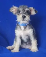 Gigi, a female Schnoodle for sale in Jackson, TN – 1 of 10