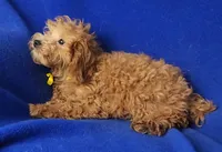 Rosie, a female Cockapoo for sale in Jackson, TN – 6 of 10