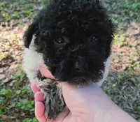 Sutton, a male Poodle - Toy  for sale in Jackson, TN – 4 of 7