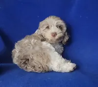 Chocolate Merle Chester , a male Cockapoo for sale in Jackson, TN – 6 of 10