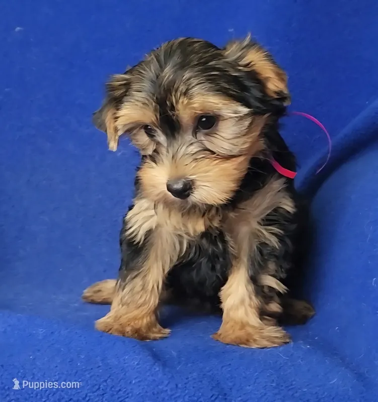 Georgia – Yorkshire Terrier puppy for sale in Jackson, TN