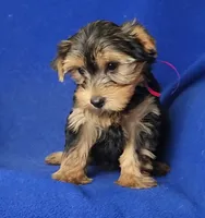 Georgia, a female Yorkshire Terrier for sale in Jackson, TN – 1 of 10