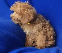 Rosie, a female Cockapoo for sale in Jackson, TN – 8 of 10