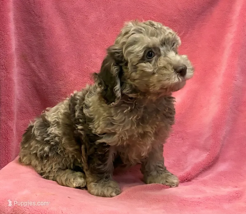 Chocolate Merle Caroline – Cockapoo puppy for sale in Jackson, TN