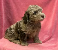 Chocolate Merle Caroline, a female Cockapoo for sale in Jackson, TN – 1 of 1