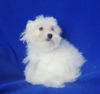 *FLASH SALE* Bowie, a male Maltese for sale in Jackson, TN – 7 of 10