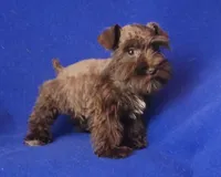 Choco CoCo, a female Miniature Schnauzer for sale in Jackson, TN – 3 of 10