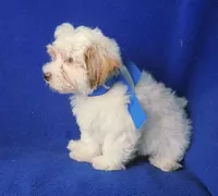 *FLASH SALE* Amara, a female Morkie for sale in Jackson, TN – 2 of 10