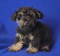 Gavin, a male Schnoodle for sale in Jackson, TN – 10 of 10