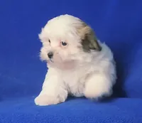 Tallulah , a female Shichon for sale in Jackson, TN – 6 of 10