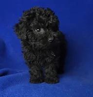 Presley , a male Poodle - Toy  for sale in Jackson, TN – Photo 2 of 10