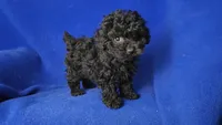 Presley , a male Poodle - Toy  for sale in Jackson, TN – Photo 5 of 10