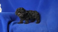 Presley , a male Poodle - Toy  for sale in Jackson, TN – Photo 7 of 10