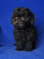 Presley , a male Poodle - Toy  for sale in Jackson, TN – Photo 10 of 10