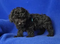 Presley , a male Poodle - Toy  for sale in Jackson, TN – Photo 3 of 10