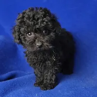 Presley , a male Poodle - Toy  for sale in Jackson, TN – Photo 1 of 10