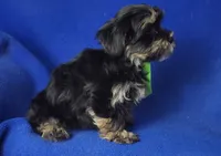 Teddy, a male Morkie for sale in Jackson, TN – 4 of 10