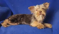 Chocolate Driscoll, a male Yorkshire Terrier for sale in Jackson, TN – 9 of 10