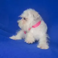 Gertie, a female Schnoodle for sale in Jackson, TN – 5 of 9