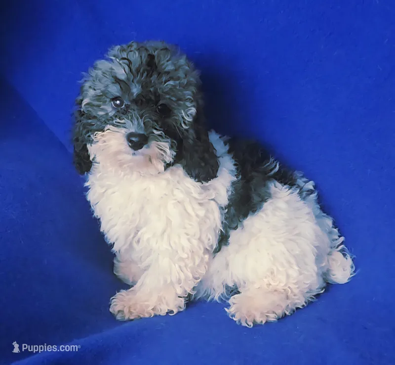 Natalie – Poodle - Toy  puppy for sale in Jackson, TN